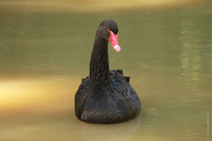 Черный лебедь в Дендрарии Сочи