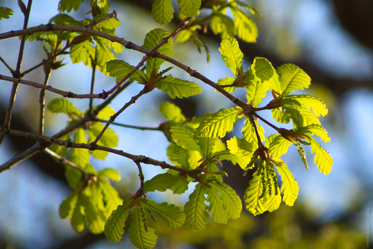 Молодые дубовые листья, весна, young oak leaves, spring