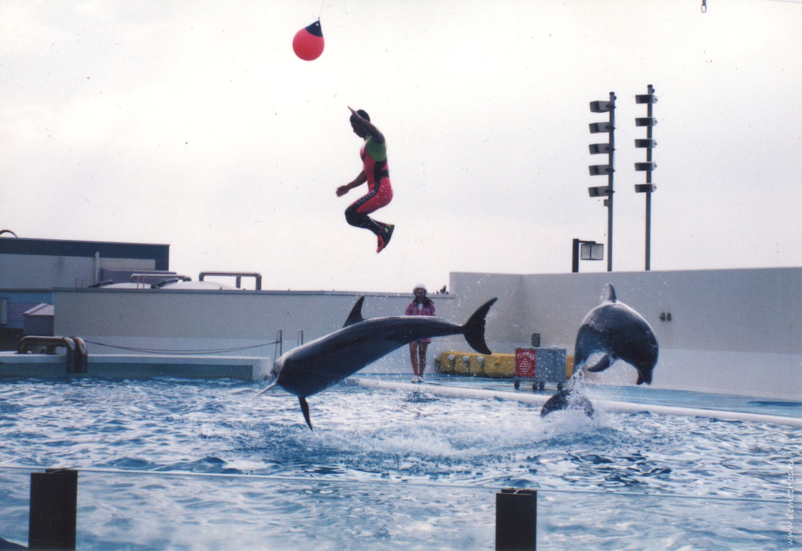 Океанариум Ниигаты, дельфины, Niigata  Aquarium, dolphin