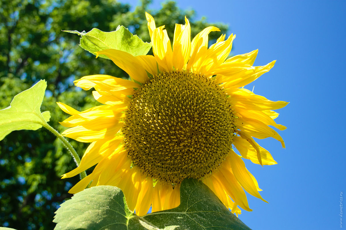 Подсолнух, лето. Sunflower