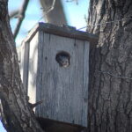 белка в домике, squirrel house