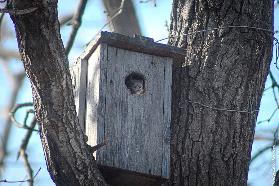 белка в домике, squirrel house