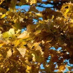 листья осеннего дуба