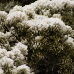 Ветви кедра в снегу