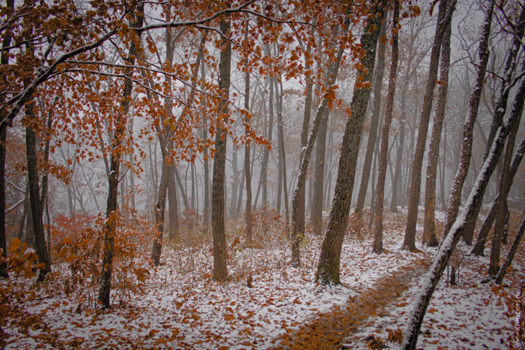 туманный зимний лес у "Замка принцессы" в Ущелье Дарданеллы