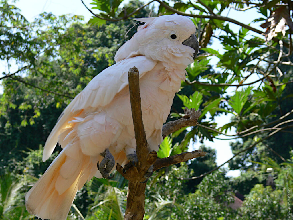 Бали. Зоопарк Bali Zoo. Попугай