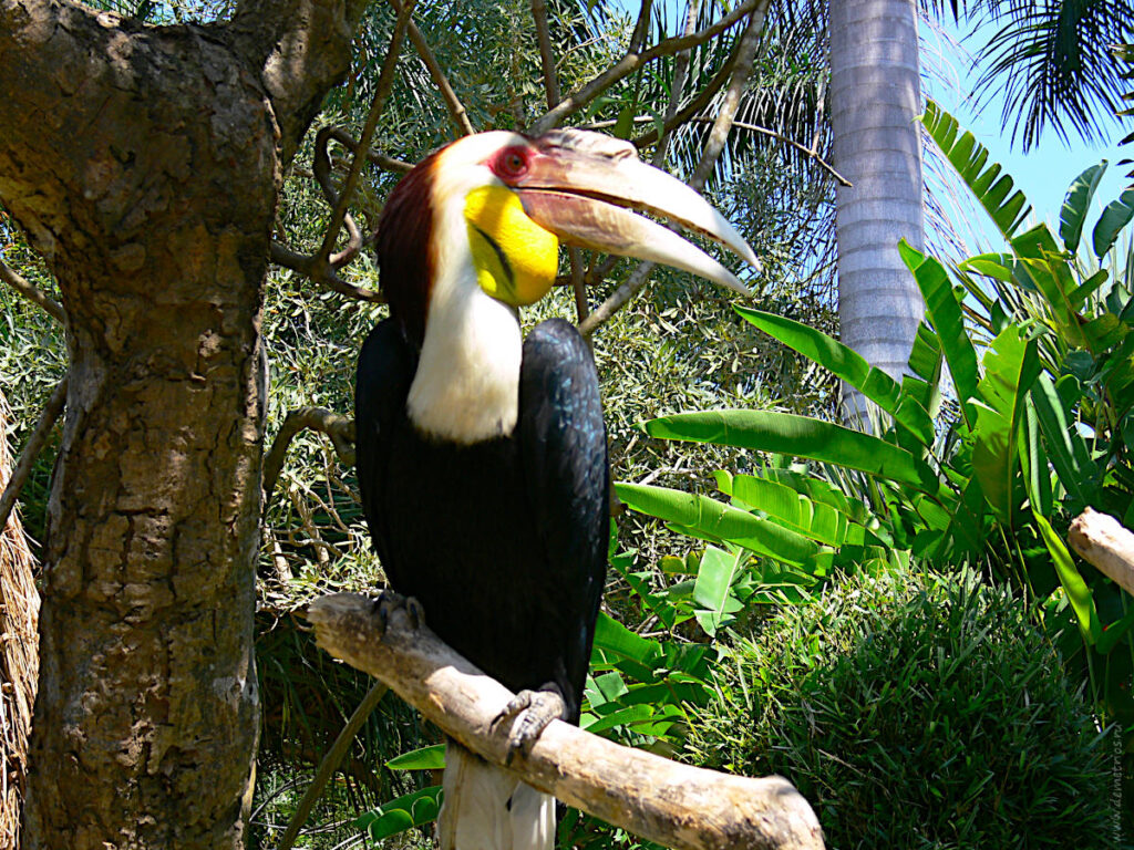 Бали. Зоопарк Bali Zoo. Птица с большим клювом. Тукан?