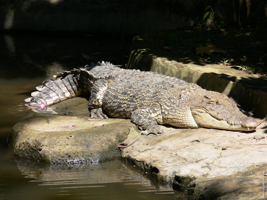 Бали. Зоопарк Bali Zoo. Крокодил у воды