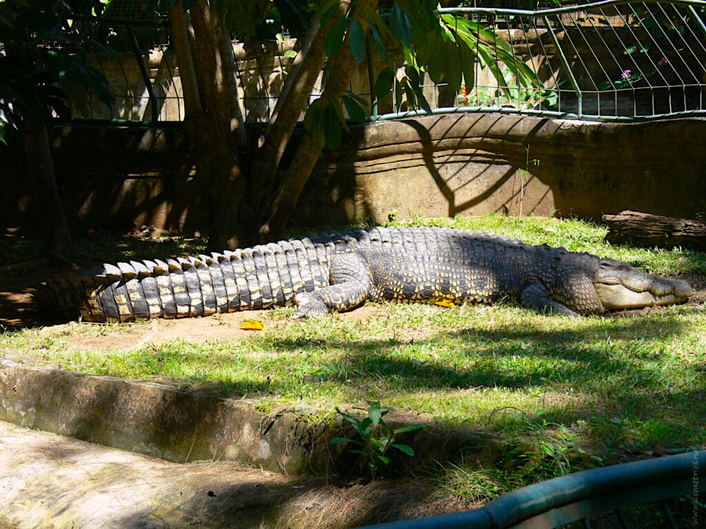 Бали. Зоопарк Bali Zoo. Крокодил на травке