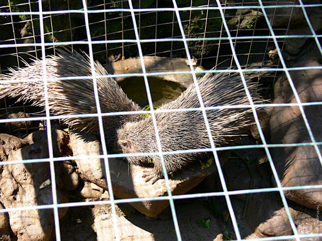 Бали. Зоопарк Bali Zoo Park. Дикобразы
