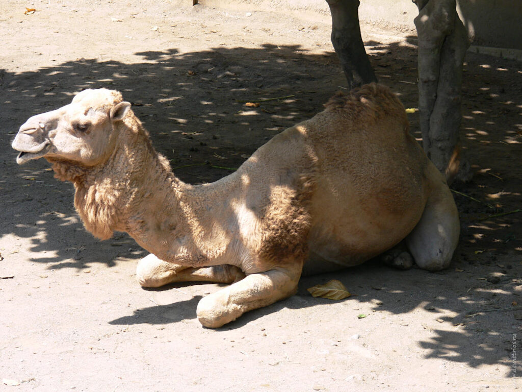 Бали. Зоопарк Bali Zoo Park. Верблюд