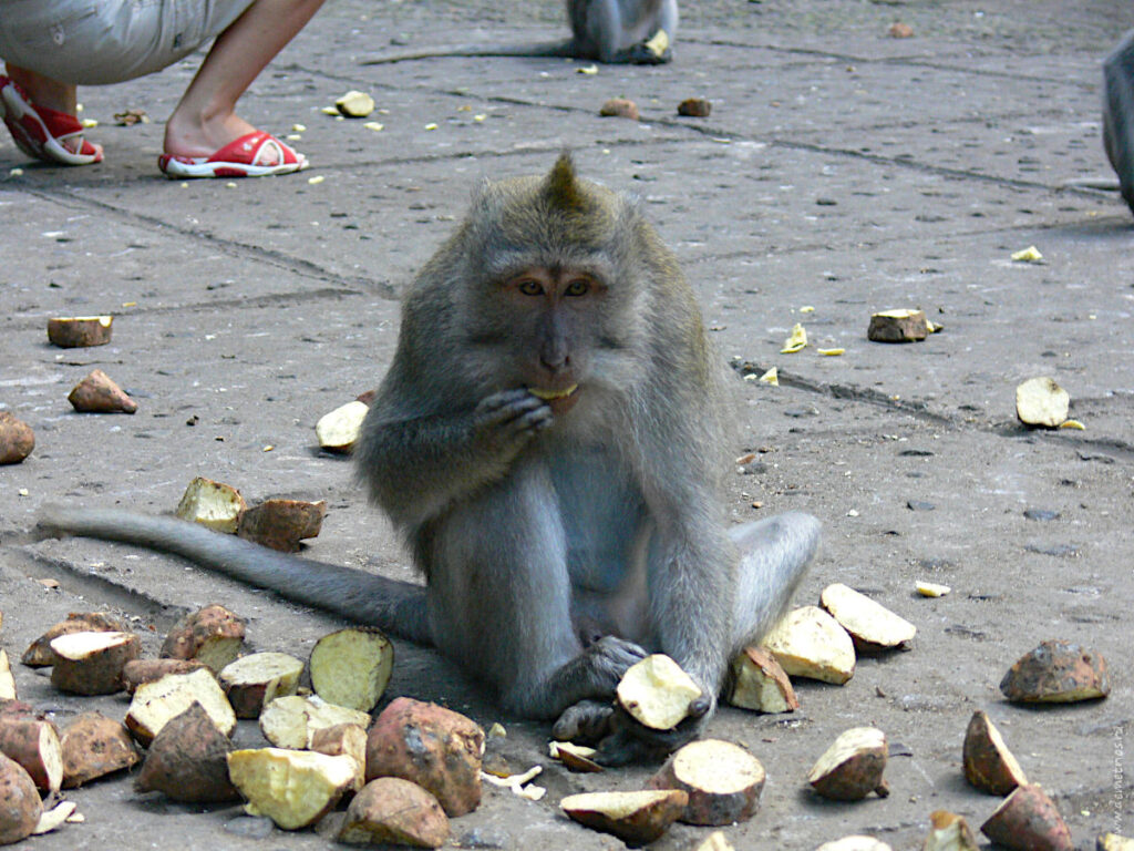 Бали. Лес обезьян Monkey Forest. Обезьяна ест.