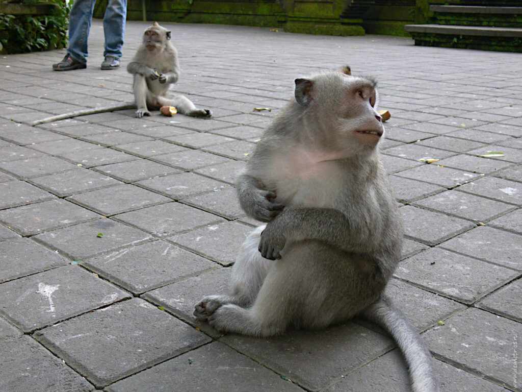 Бали. Лес обезьян Monkey Forest. Обезьяна смотрит.